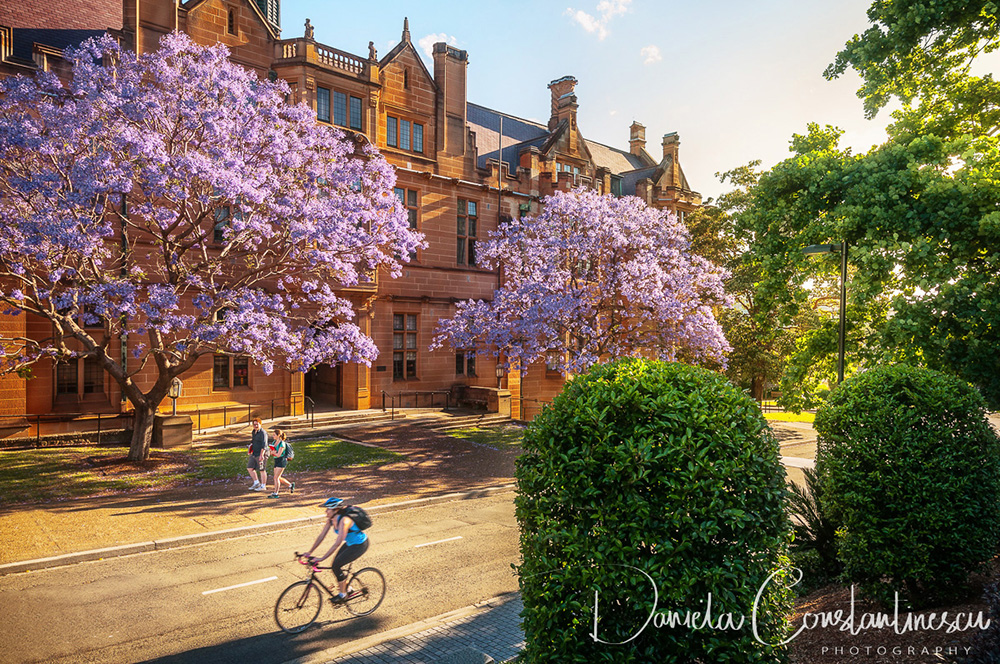 Sydney University -It's Spring Time